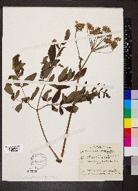 Angelica venenosa image