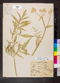 Angelica capitellata image