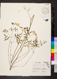 Angelica dentata image