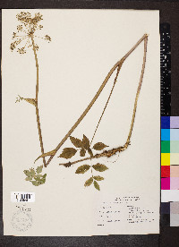 Angelica genuflexa image