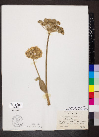 Angelica hendersonii image