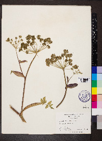 Angelica triquinata image