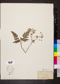 Anthriscus cerefolium image