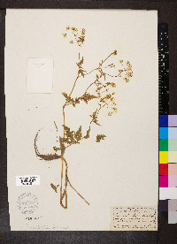 Anthriscus sylvestris image