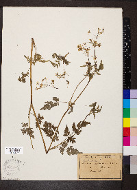 Anthriscus sylvestris image