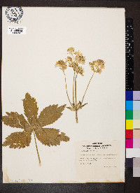 Astrantia major image