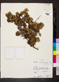 Azorella pedunculata image