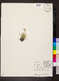 Bupleurum americanum image