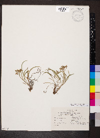 Bupleurum arcticum image