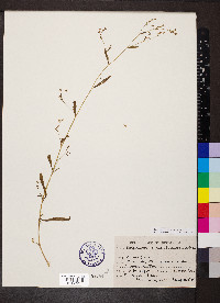 Bupleurum hamiltonii image