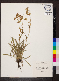 Bupleurum longifolium image