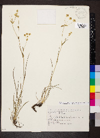 Bupleurum ranunculoides image