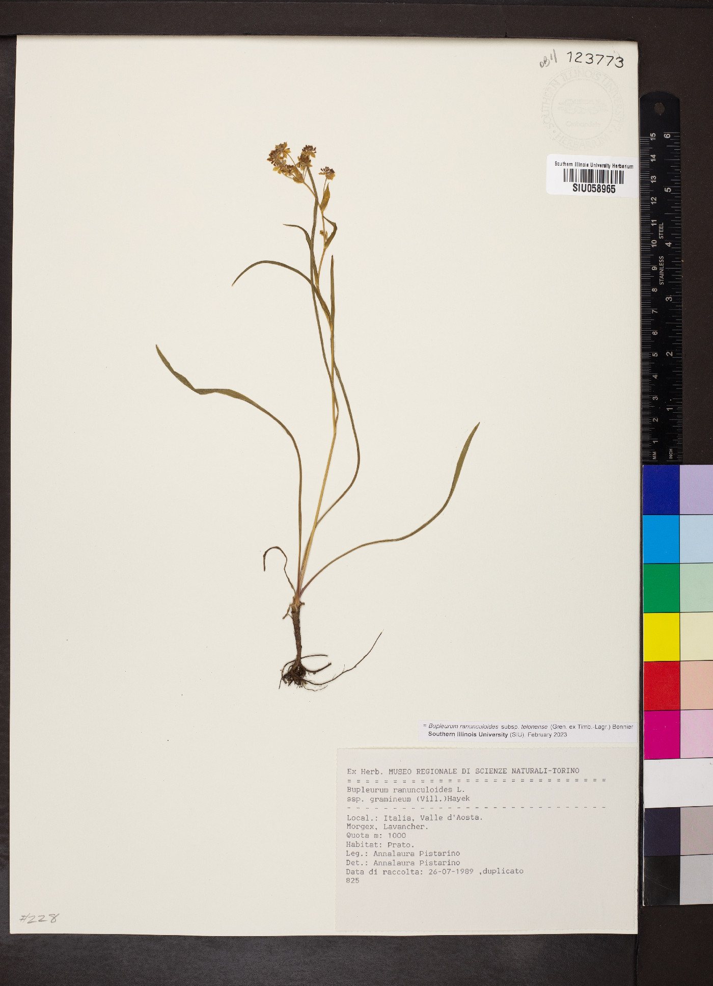 Bupleurum ranunculoides subsp. telonense image