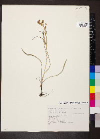 Bupleurum ranunculoides image