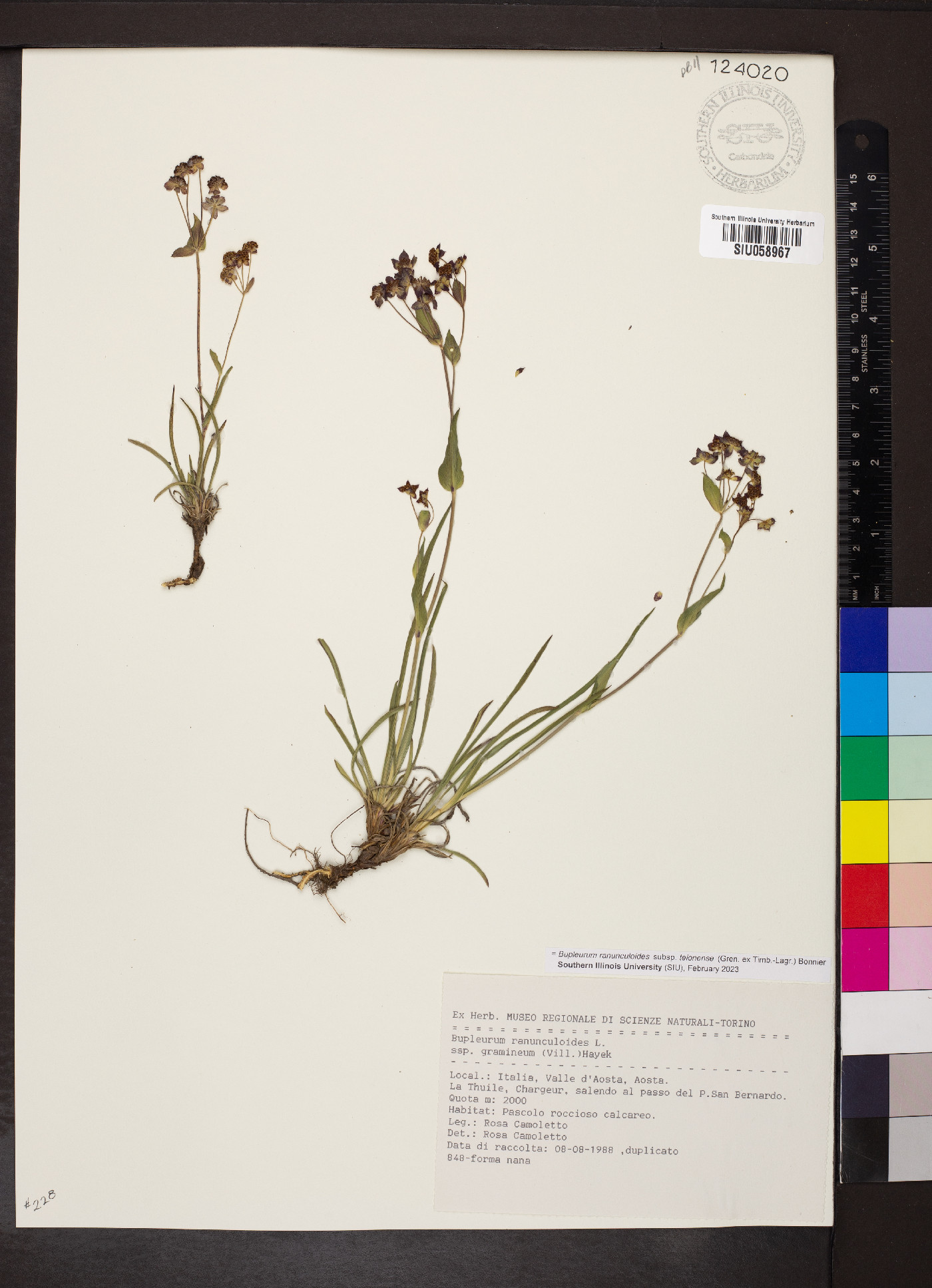 Bupleurum ranunculoides subsp. telonense image