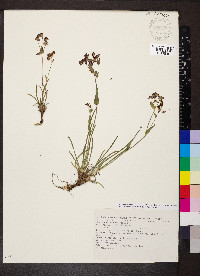 Bupleurum ranunculoides image