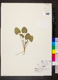 Centella erecta image