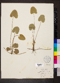 Centella erecta image