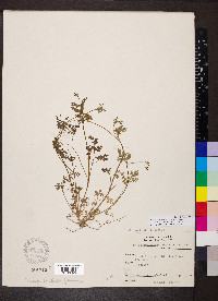 Chaerophyllum procumbens image