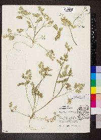 Chaerophyllum procumbens image