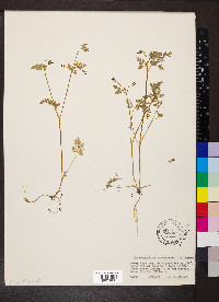 Chaerophyllum procumbens image