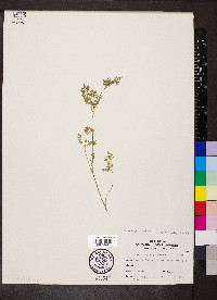 Chaerophyllum procumbens image