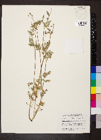 Chaerophyllum procumbens image