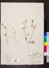 Chaerophyllum procumbens image