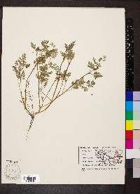 Chaerophyllum procumbens image