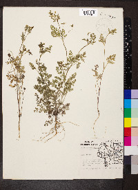 Chaerophyllum procumbens image