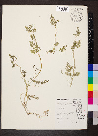 Chaerophyllum procumbens image