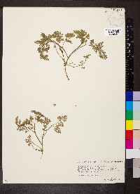 Chaerophyllum procumbens image