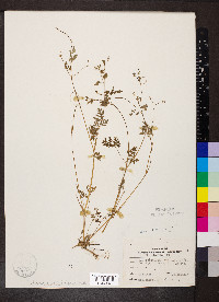 Chaerophyllum procumbens image