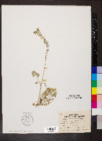 Chaerophyllum procumbens image