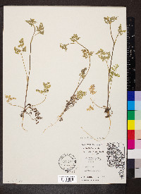 Chaerophyllum procumbens image