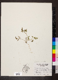 Chaerophyllum procumbens image