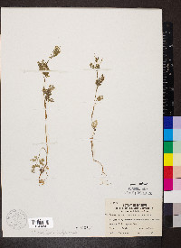 Chaerophyllum procumbens image