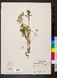 Chaerophyllum procumbens image