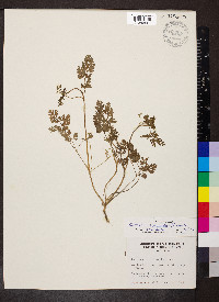Chaerophyllum procumbens image