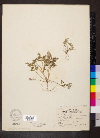 Chaerophyllum procumbens image