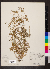 Chaerophyllum procumbens image