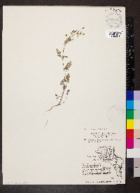 Chaerophyllum procumbens image