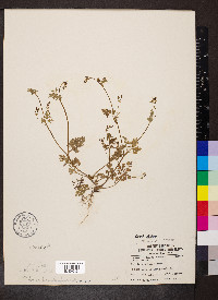 Chaerophyllum procumbens image