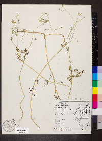 Chaerophyllum procumbens image