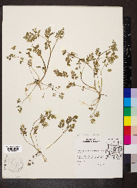 Chaerophyllum procumbens image