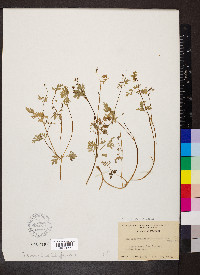 Chaerophyllum procumbens image