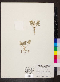Chaerophyllum procumbens image