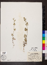 Chaerophyllum procumbens image