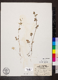 Chaerophyllum procumbens image