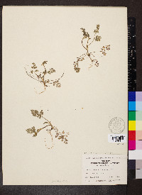 Chaerophyllum procumbens image